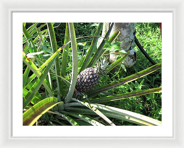 Hawaii 1 - Framed Print