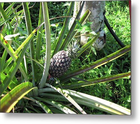 Hawaii 1 - Metal Print