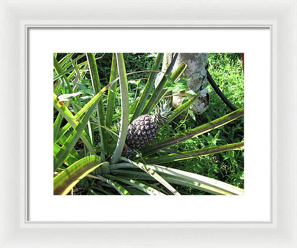 Hawaii 1 - Framed Print