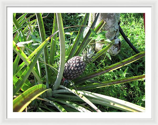 Hawaii 1 - Framed Print