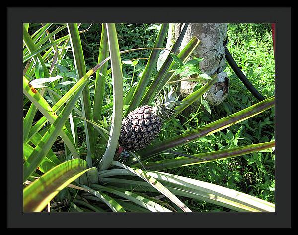 Hawaii 1 - Framed Print