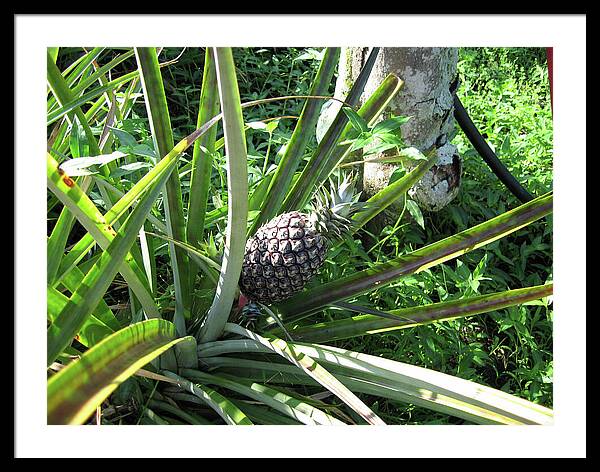 Hawaii 1 - Framed Print