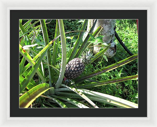 Hawaii 1 - Framed Print