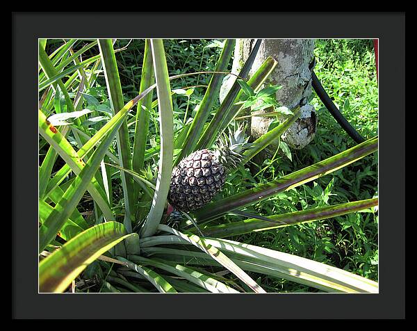 Hawaii 1 - Framed Print