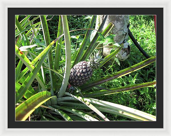 Hawaii 1 - Framed Print