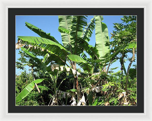 Hawaii No 2 - Framed Print