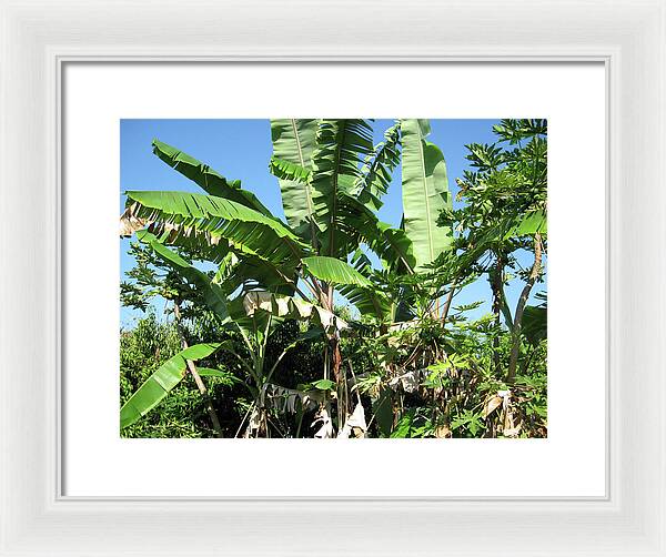 Hawaii No 2 - Framed Print