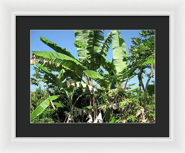 Hawaii No 2 - Framed Print