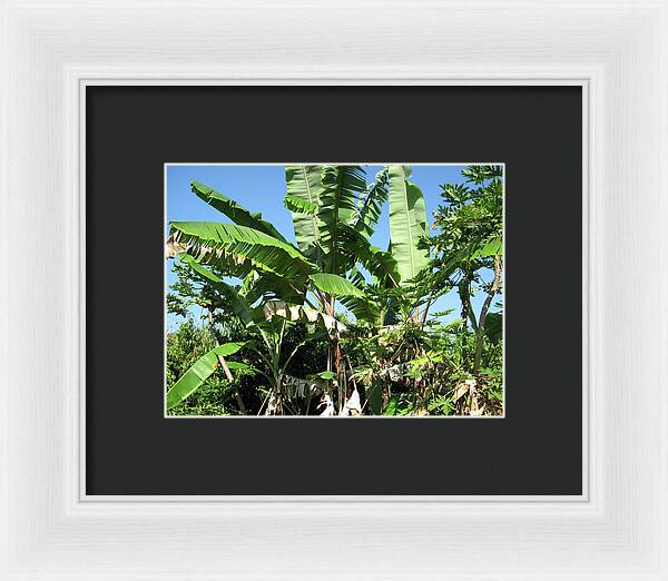 Hawaii No 2 - Framed Print