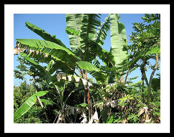 Hawaii No 2 - Framed Print