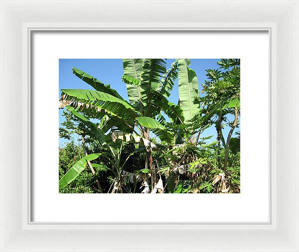 Hawaii No 2 - Framed Print