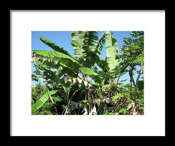 Hawaii No 2 - Framed Print