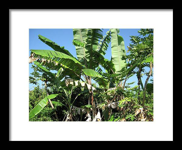 Hawaii No 2 - Framed Print