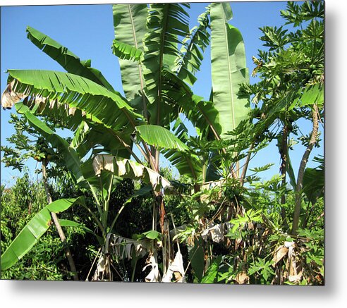 Hawaii No 2 - Metal Print