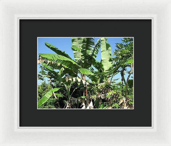 Hawaii No 2 - Framed Print