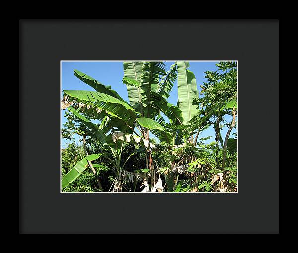 Hawaii No 2 - Framed Print