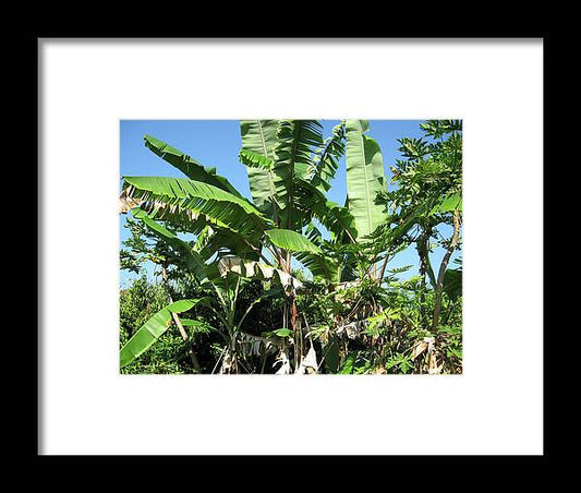 Hawaii No 2 - Framed Print