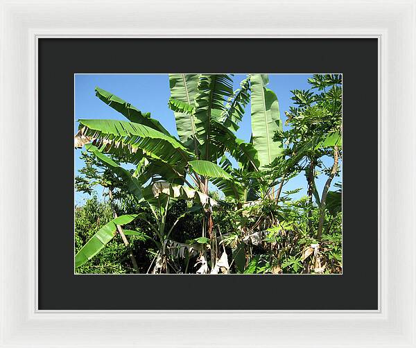 Hawaii No 2 - Framed Print