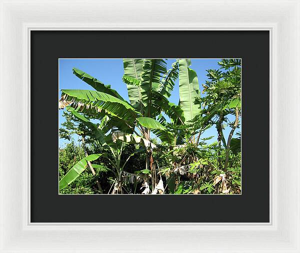 Hawaii No 2 - Framed Print