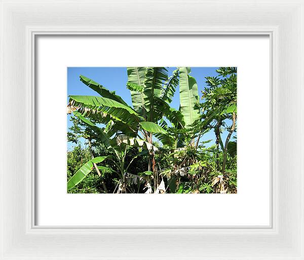 Hawaii No 2 - Framed Print