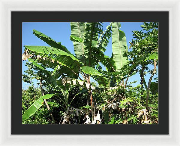 Hawaii No 2 - Framed Print