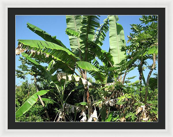 Hawaii No 2 - Framed Print