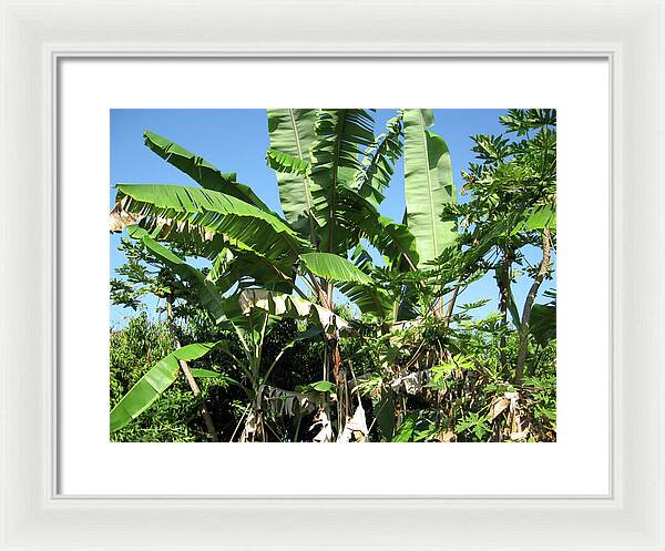 Hawaii No 2 - Framed Print