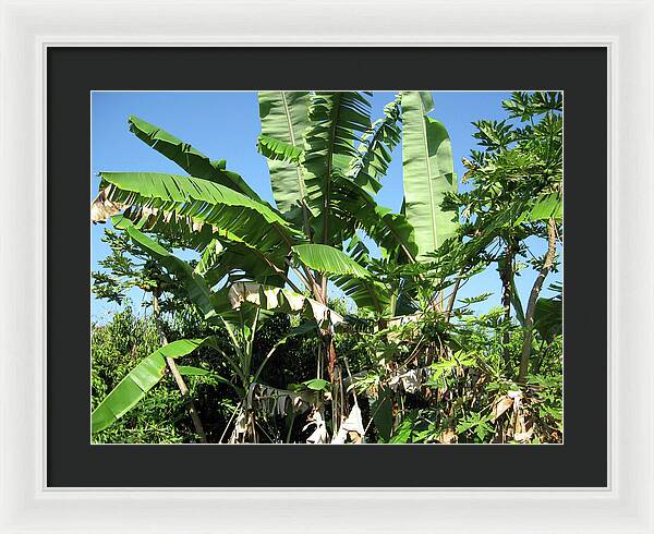 Hawaii No 2 - Framed Print