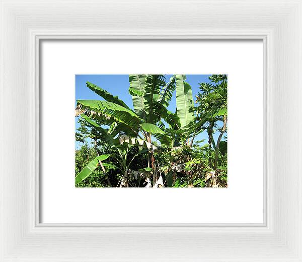 Hawaii No 2 - Framed Print