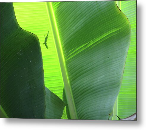 Hawaii No 3 - Metal Print