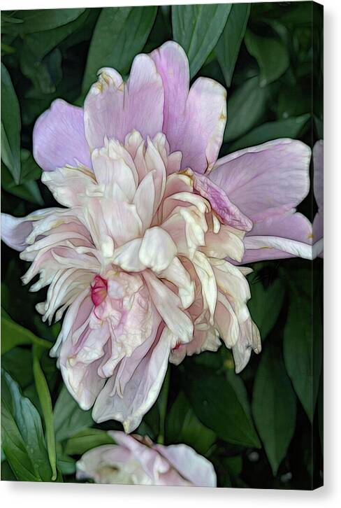 June Peony - Canvas Print