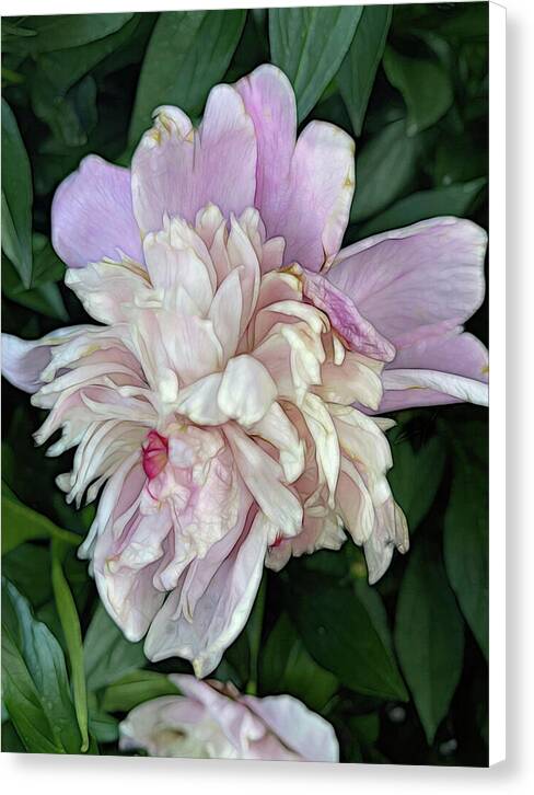 June Peony - Canvas Print