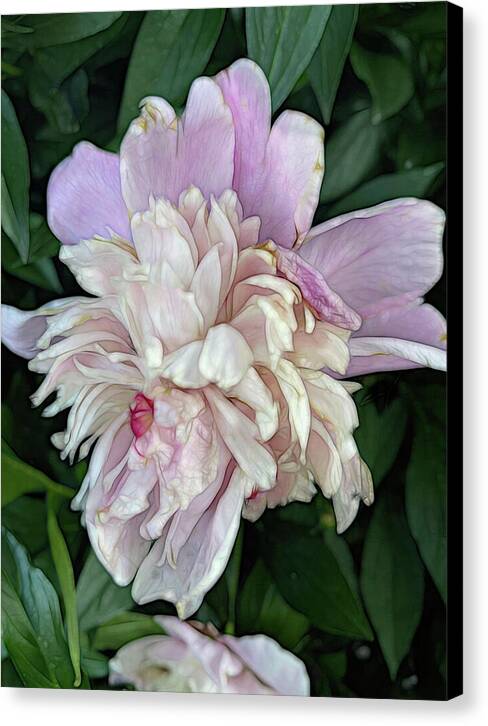 June Peony - Canvas Print