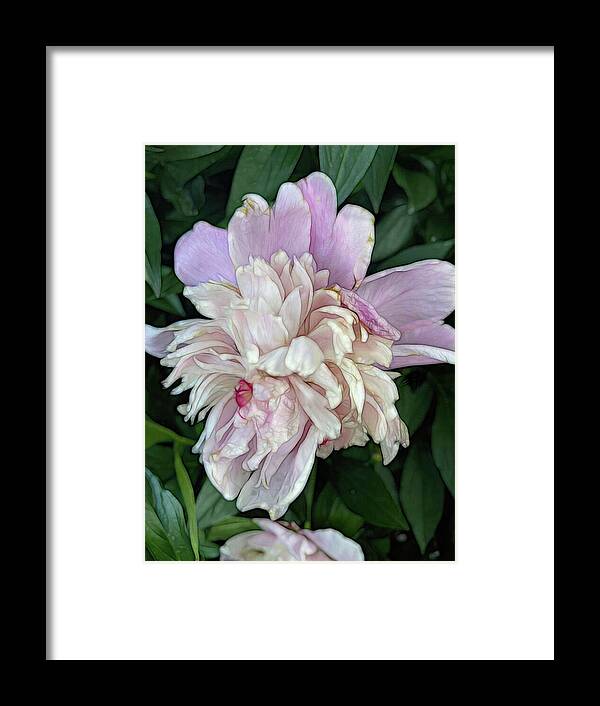 June Peony - Framed Print