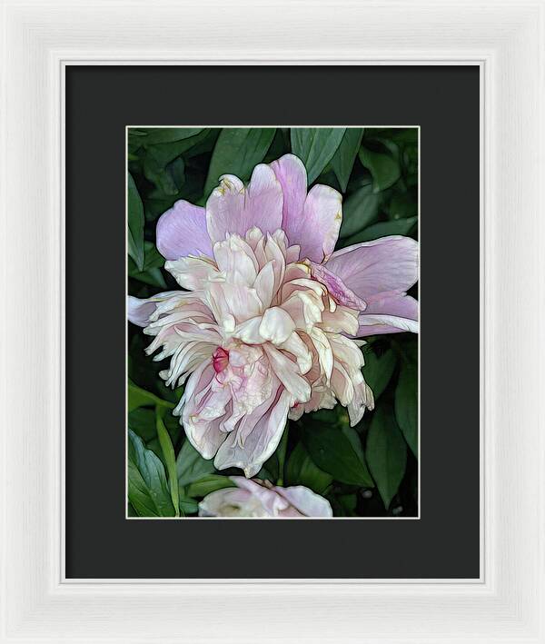 June Peony - Framed Print