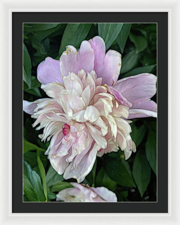 June Peony - Framed Print