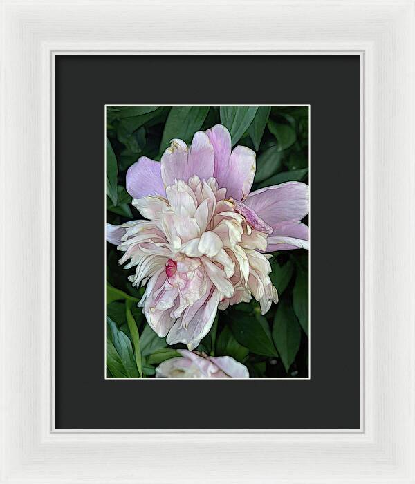 June Peony - Framed Print