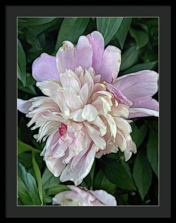 June Peony - Framed Print