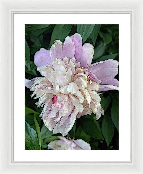 June Peony - Framed Print