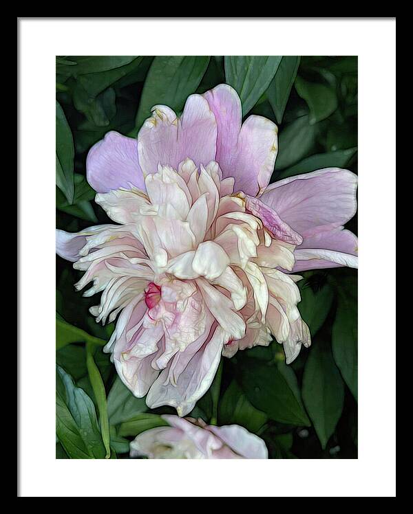 June Peony - Framed Print