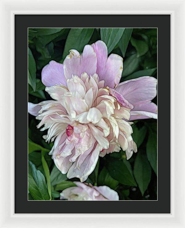 June Peony - Framed Print