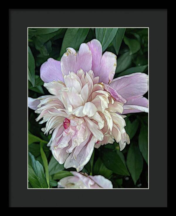 June Peony - Framed Print