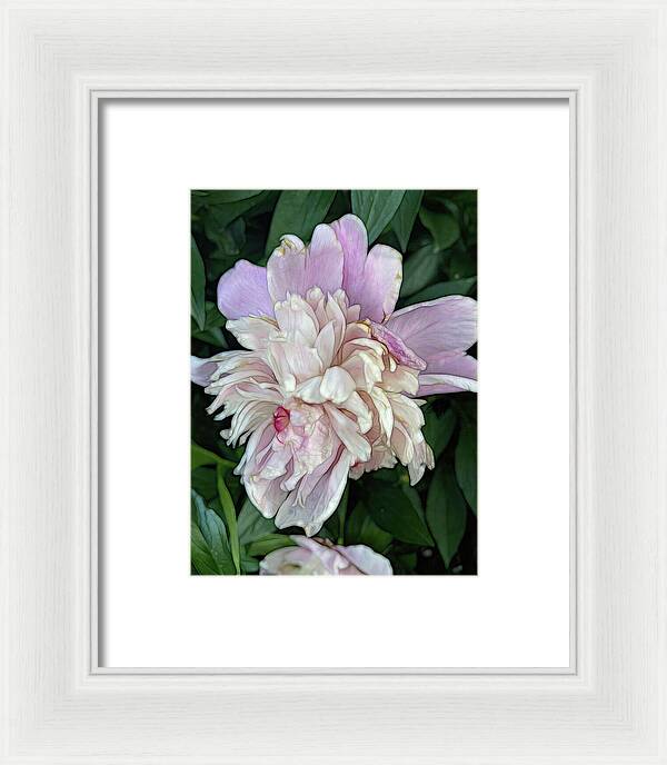 June Peony - Framed Print