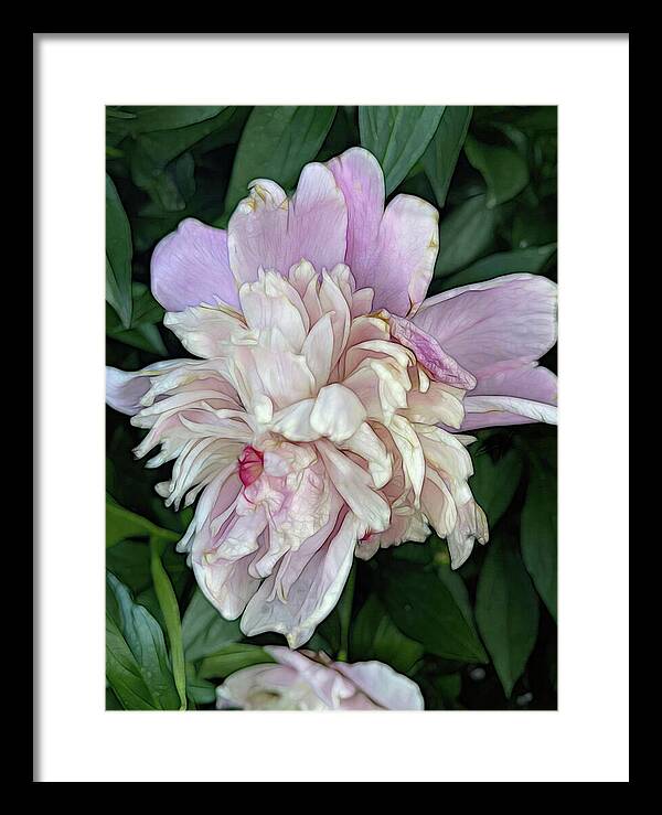 June Peony - Framed Print