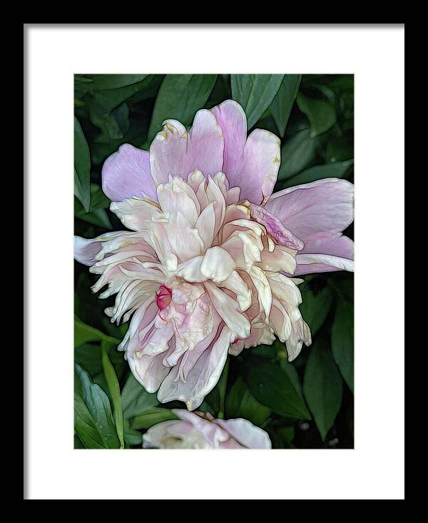 June Peony - Framed Print