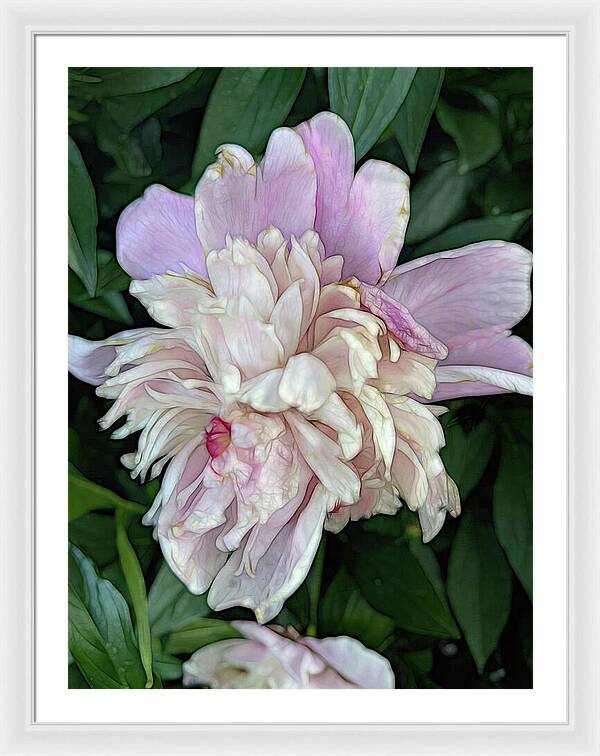 June Peony - Framed Print