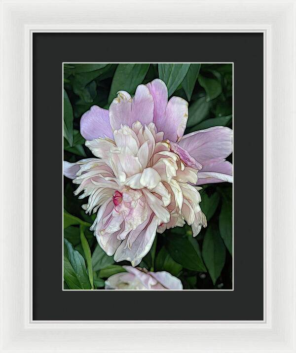 June Peony - Framed Print