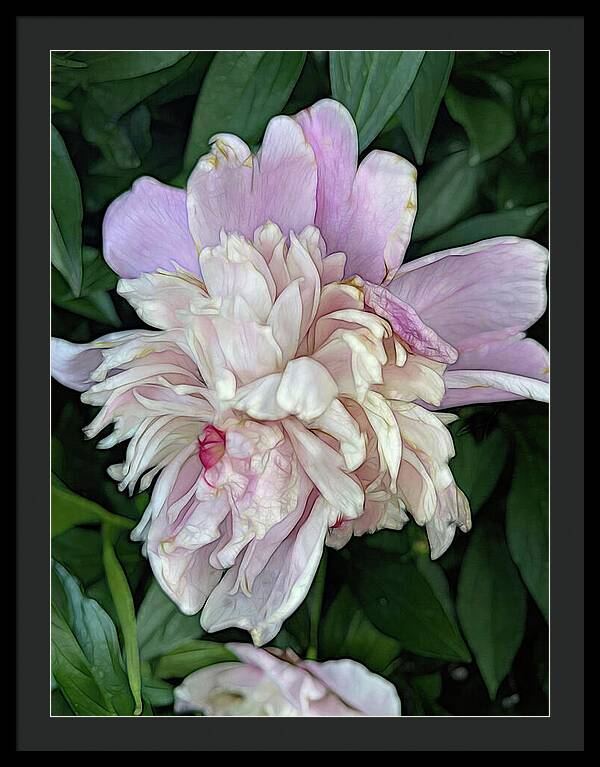 June Peony - Framed Print