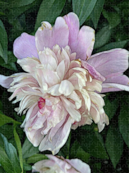 June Peony - Puzzle