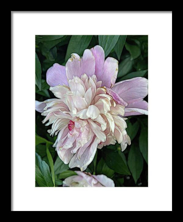 June Peony - Framed Print